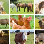 Importance of livestock in farming