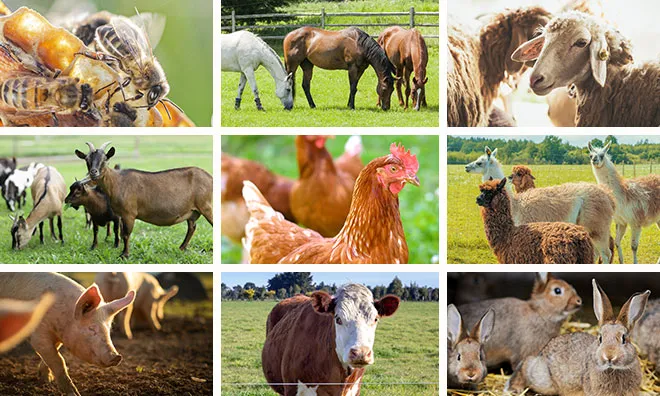 Importance of livestock in farming